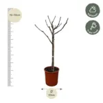 Ficus Carica op stam – vijgenboom voor buiten