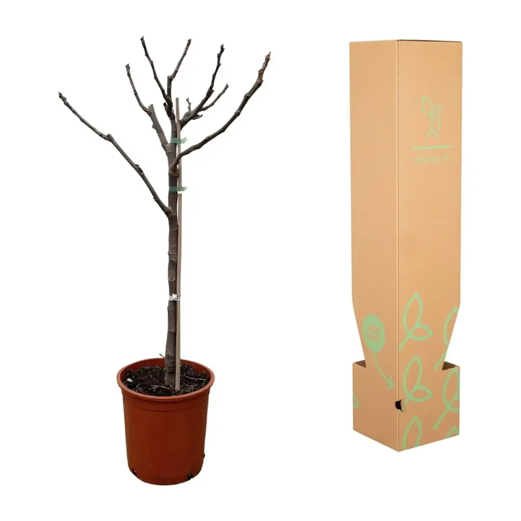 Ficus Carica op stam – vijgenboom voor buiten