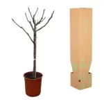 Ficus Carica op stam – vijgenboom voor buiten