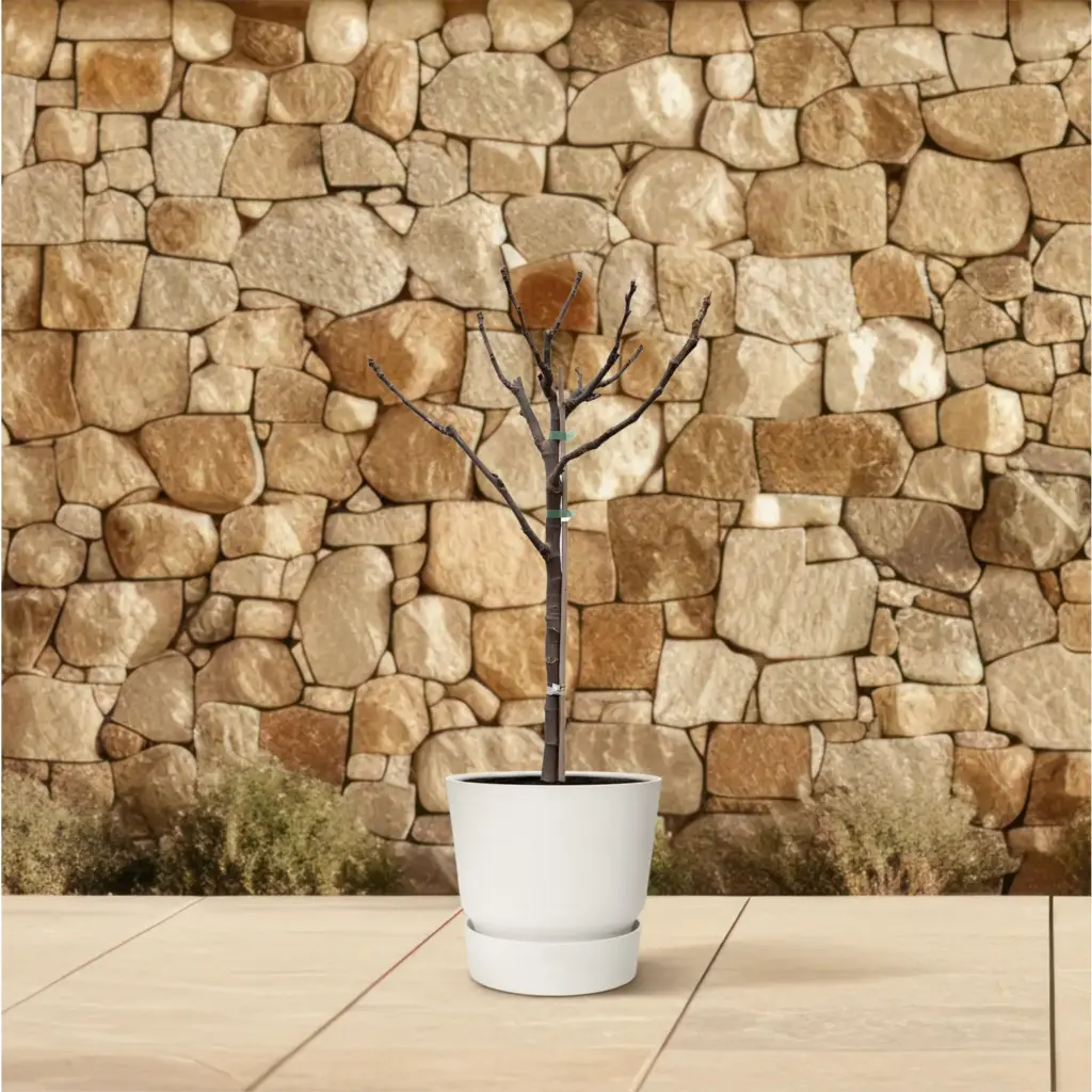 Ficus Carica op stam – vijgenboom voor buiten