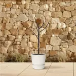 Ficus Carica op stam – vijgenboom voor buiten