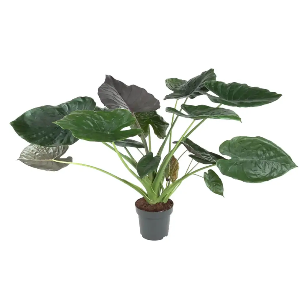 Alocasia Wentii kamerplant