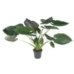 Alocasia Wentii kamerplant
