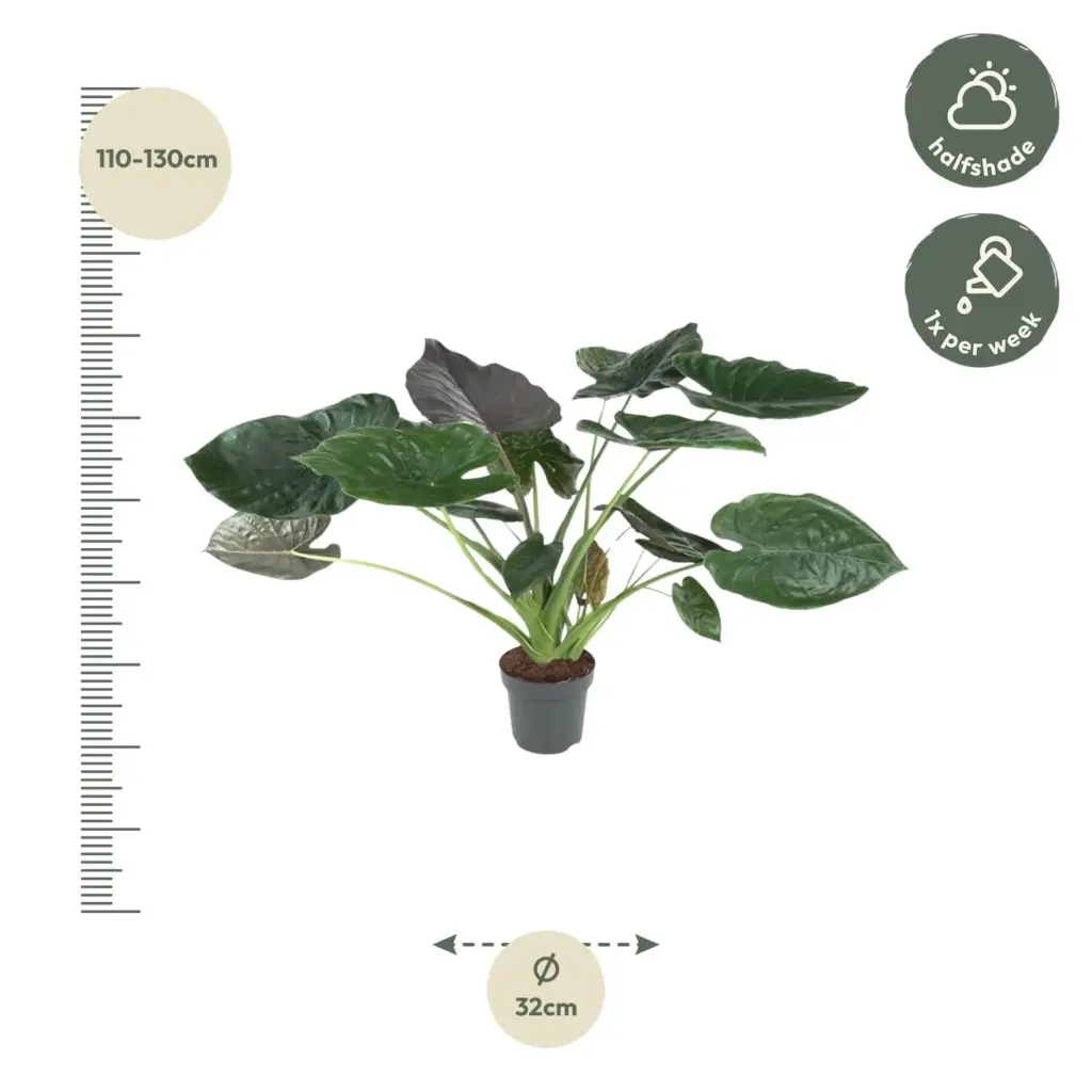 Alocasia Wentii kamerplant