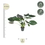 Alocasia Wentii kamerplant