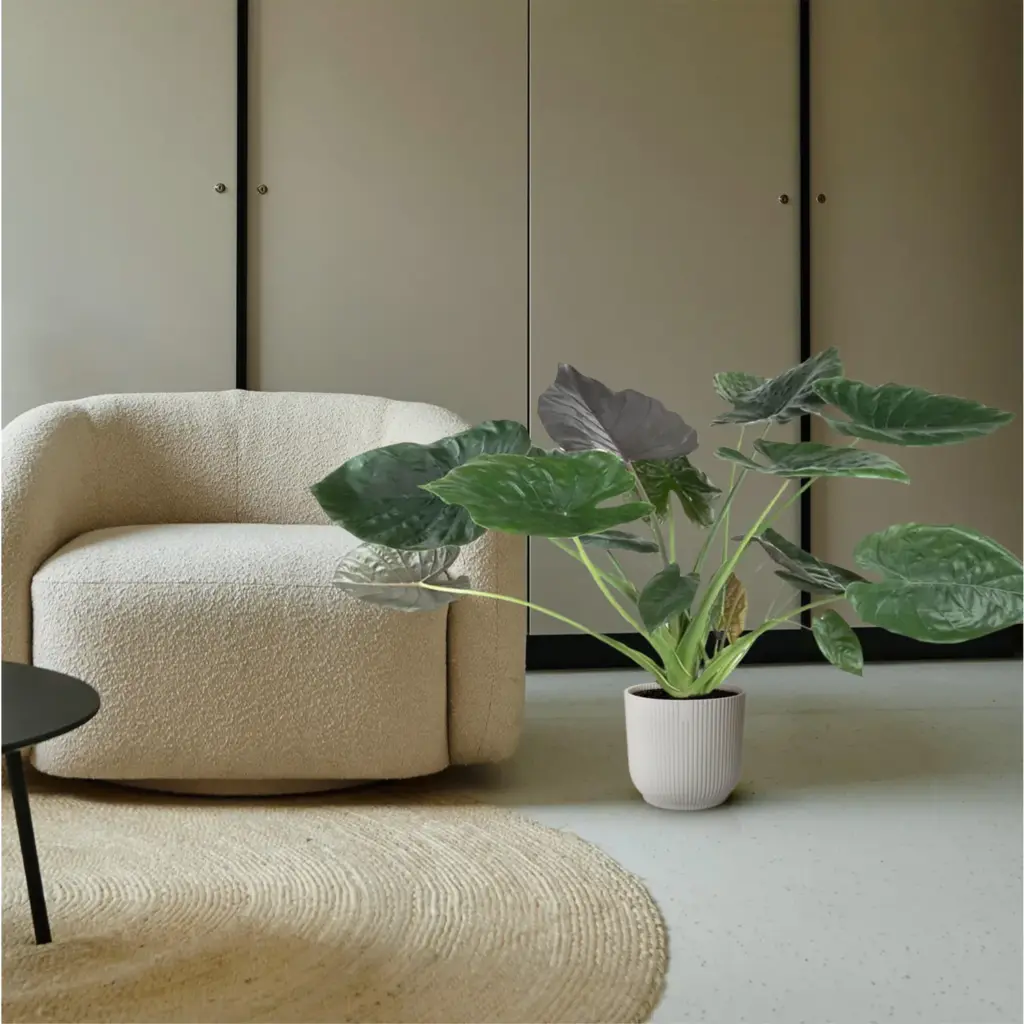 Alocasia Wentii kamerplant