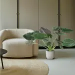 Alocasia Wentii kamerplant
