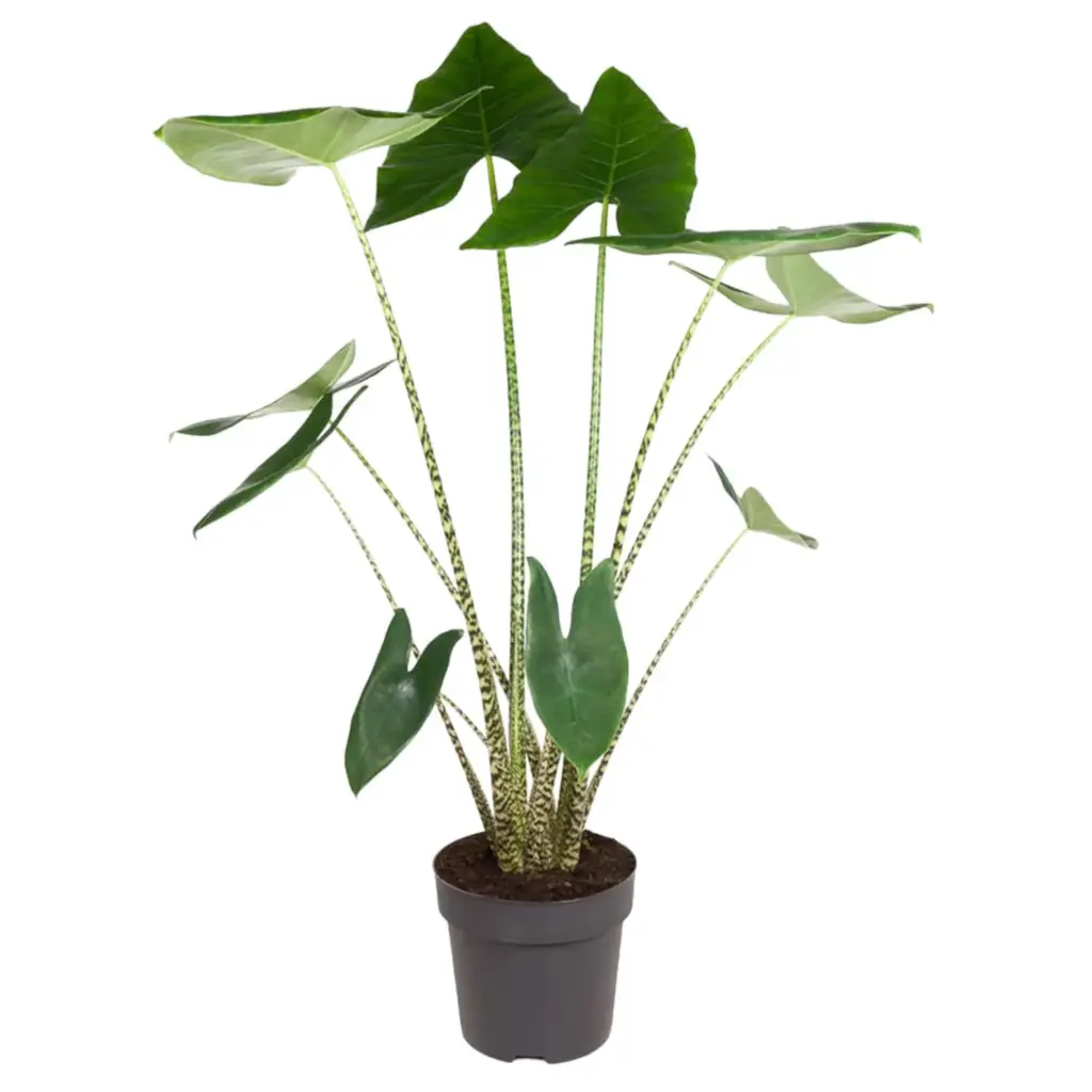 Alocasia Zebrina kamerplant – olifantspootalocasia