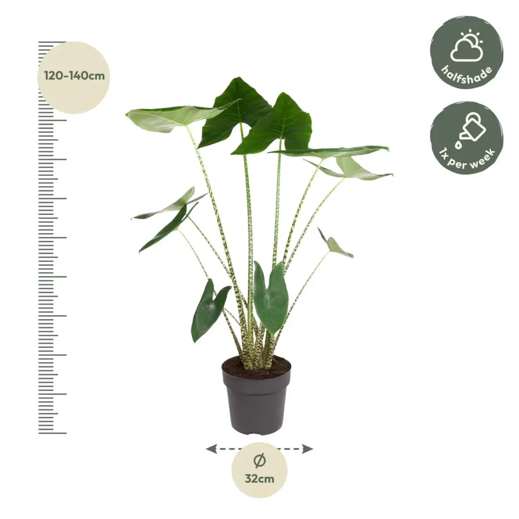 Alocasia Zebrina kamerplant – olifantspootalocasia