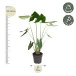 Alocasia Zebrina kamerplant – olifantspootalocasia
