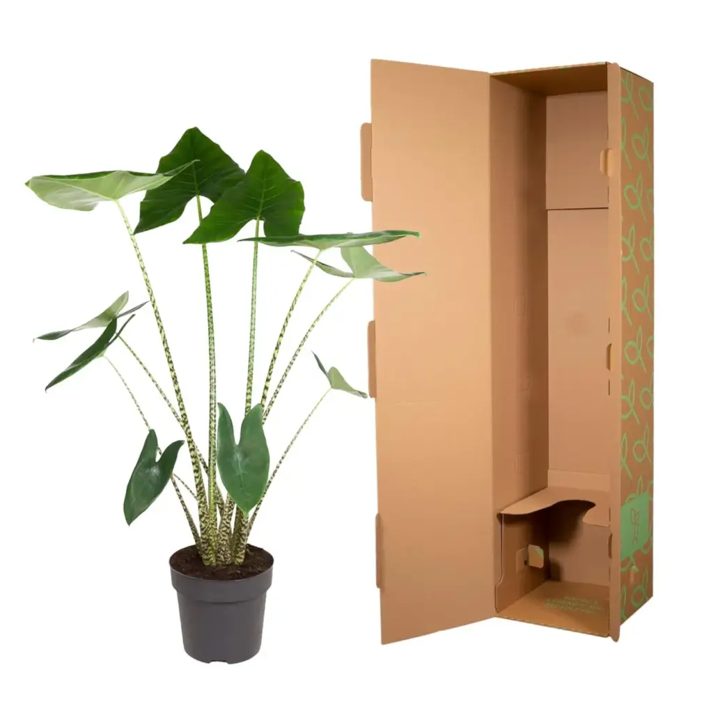 Alocasia Zebrina kamerplant – olifantspootalocasia
