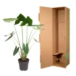 Alocasia Zebrina kamerplant – olifantspootalocasia