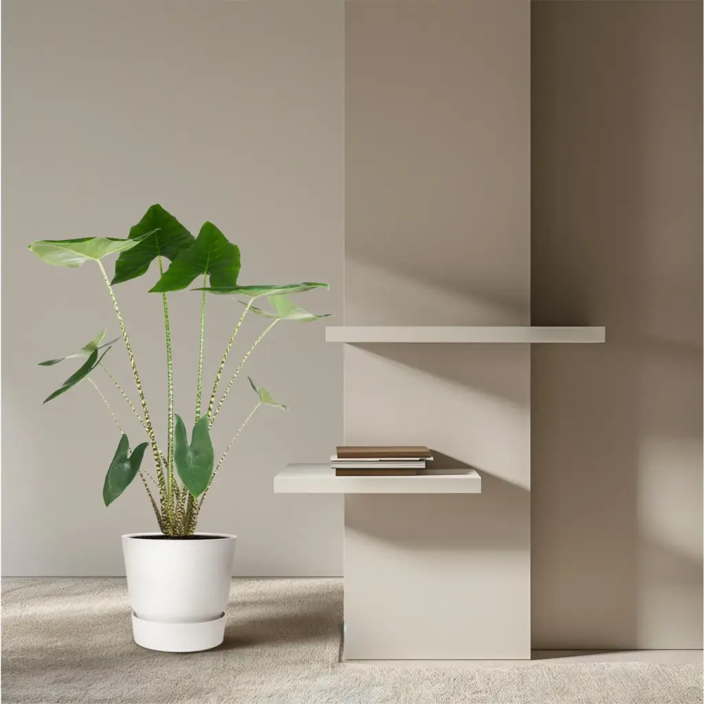 Alocasia Zebrina kamerplant – olifantspootalocasia