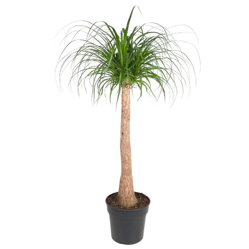 Beaucarnea stam – olifantenpoot kamerplant