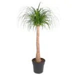 Beaucarnea stam – olifantenpoot kamerplant