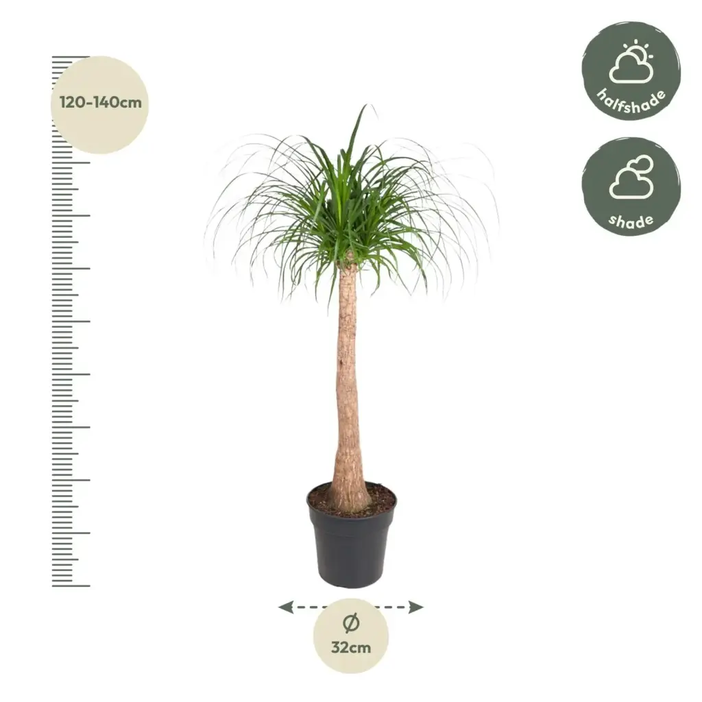 Beaucarnea stam – olifantenpoot kamerplant