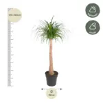 Beaucarnea stam – olifantenpoot kamerplant