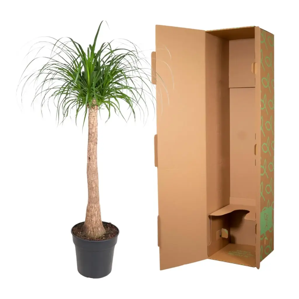 Beaucarnea stam – olifantenpoot kamerplant