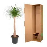 Beaucarnea stam – olifantenpoot kamerplant