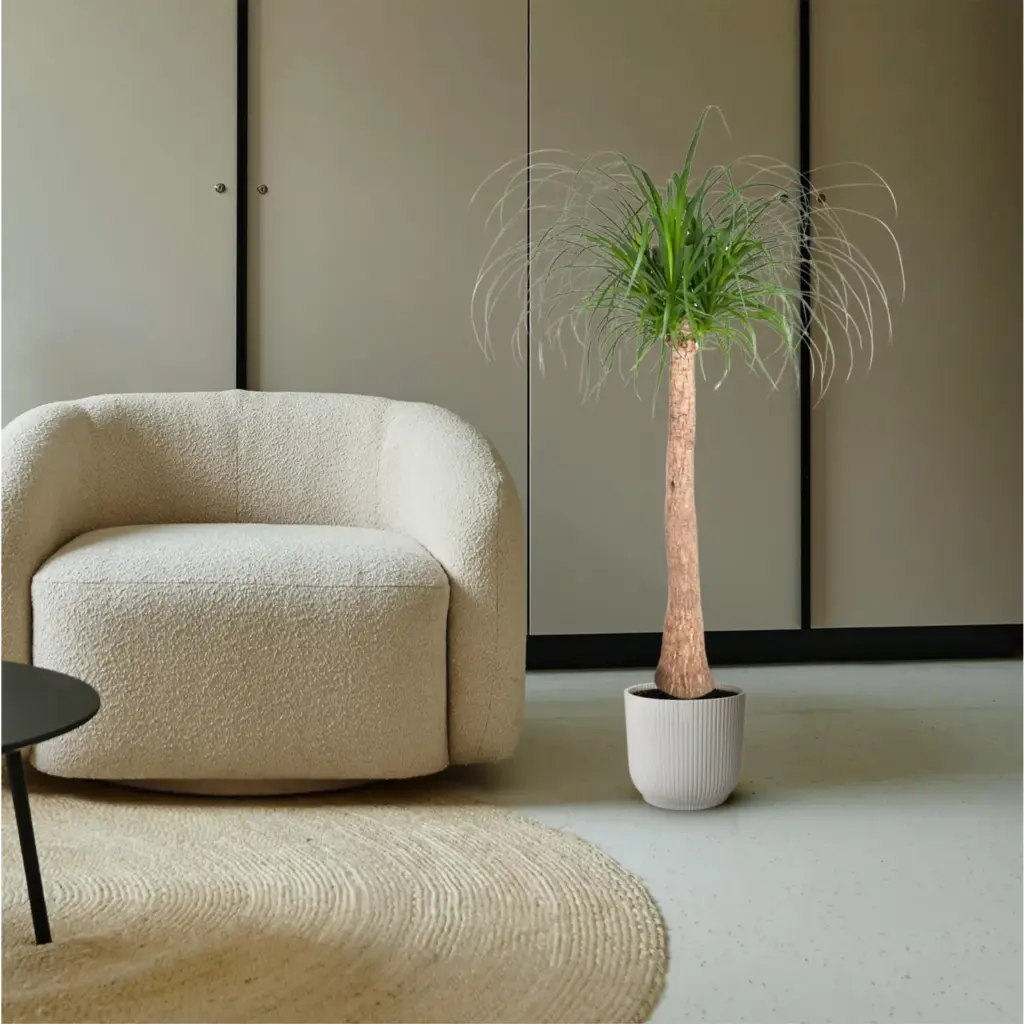 Beaucarnea stam – olifantenpoot kamerplant