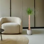 Beaucarnea stam – olifantenpoot kamerplant