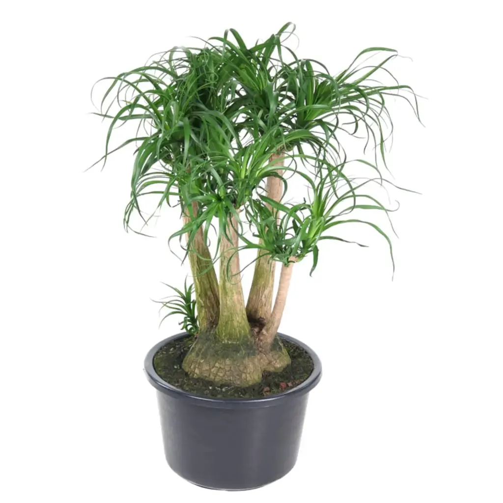 Beaucarnea vertakt – olifantenpoot kamerplant