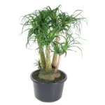 Beaucarnea vertakt – olifantenpoot kamerplant