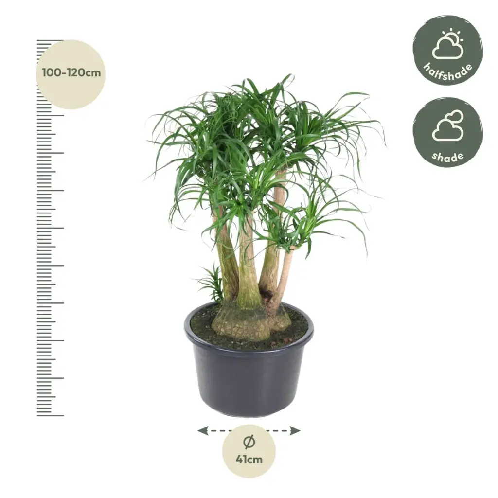 Beaucarnea vertakt – olifantenpoot kamerplant
