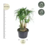 Beaucarnea vertakt – olifantenpoot kamerplant