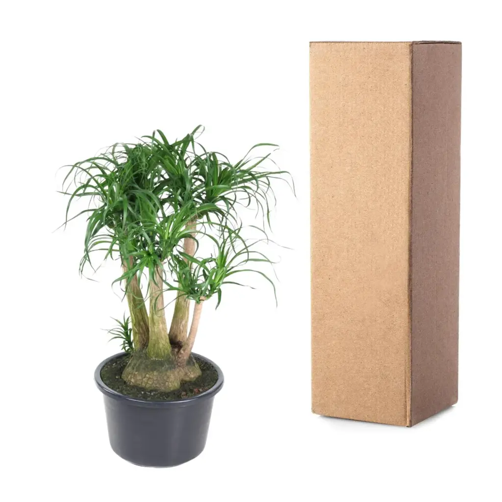 Beaucarnea vertakt – olifantenpoot kamerplant