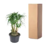 Beaucarnea vertakt – olifantenpoot kamerplant