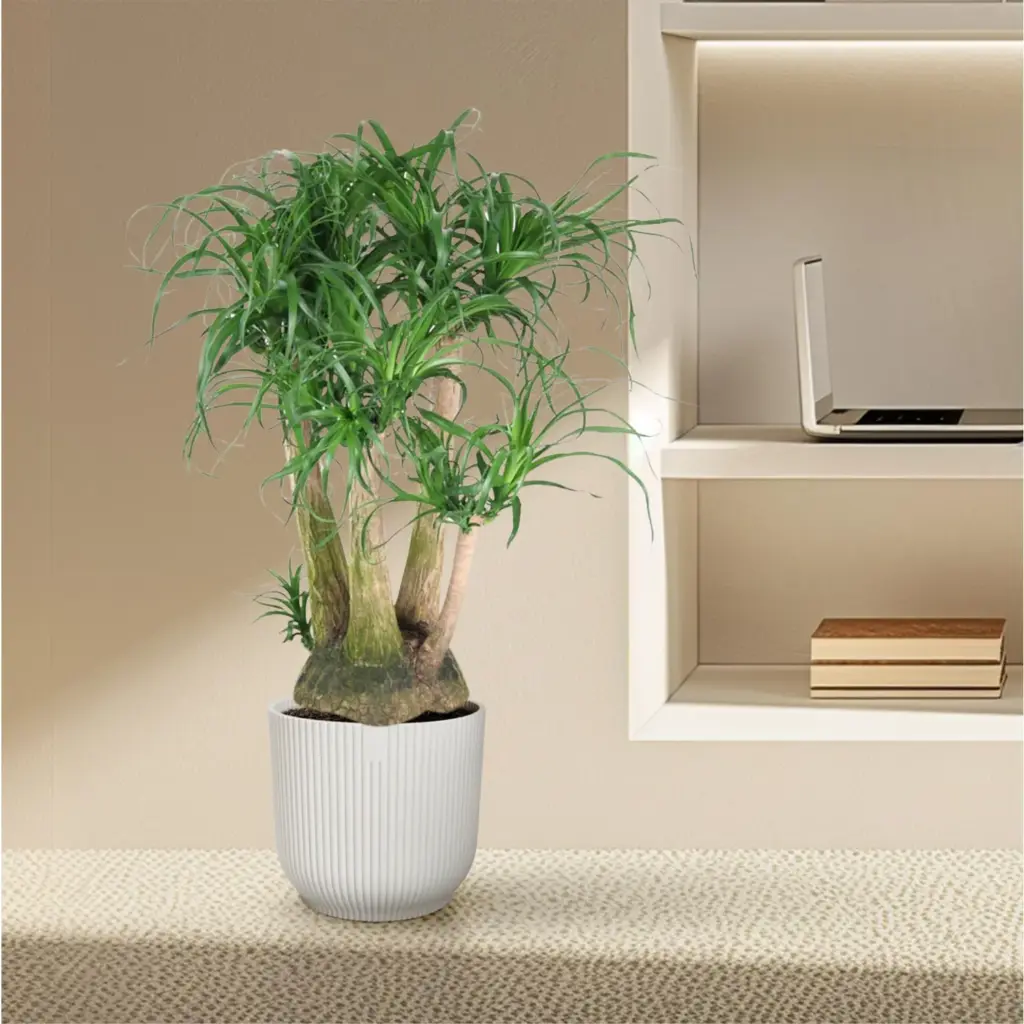 Beaucarnea vertakt – olifantenpoot kamerplant
