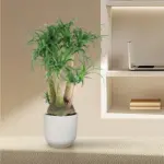 Beaucarnea vertakt – olifantenpoot kamerplant