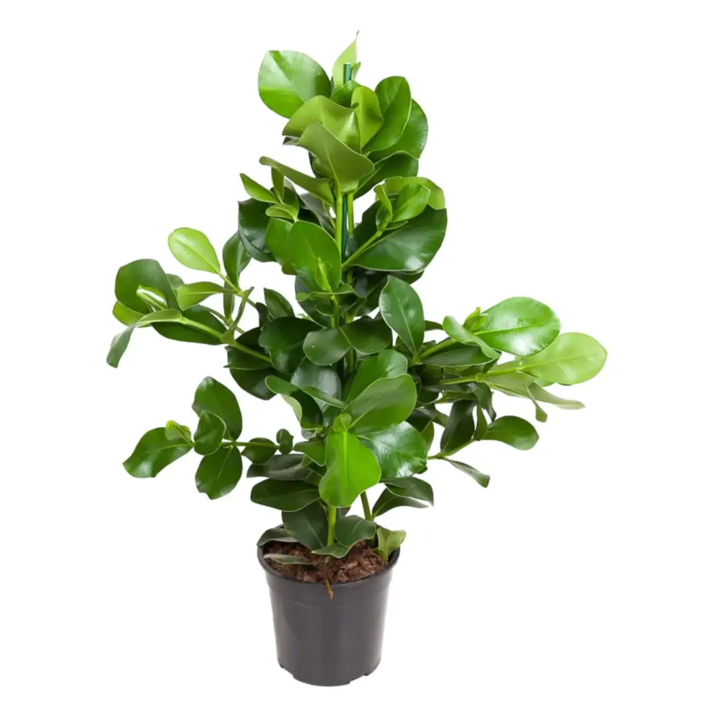 Clusia Rosea kamerplant – robuuste groene plant