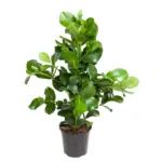 Clusia Rosea kamerplant – robuuste groene plant