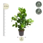 Clusia Rosea kamerplant – robuuste groene plant