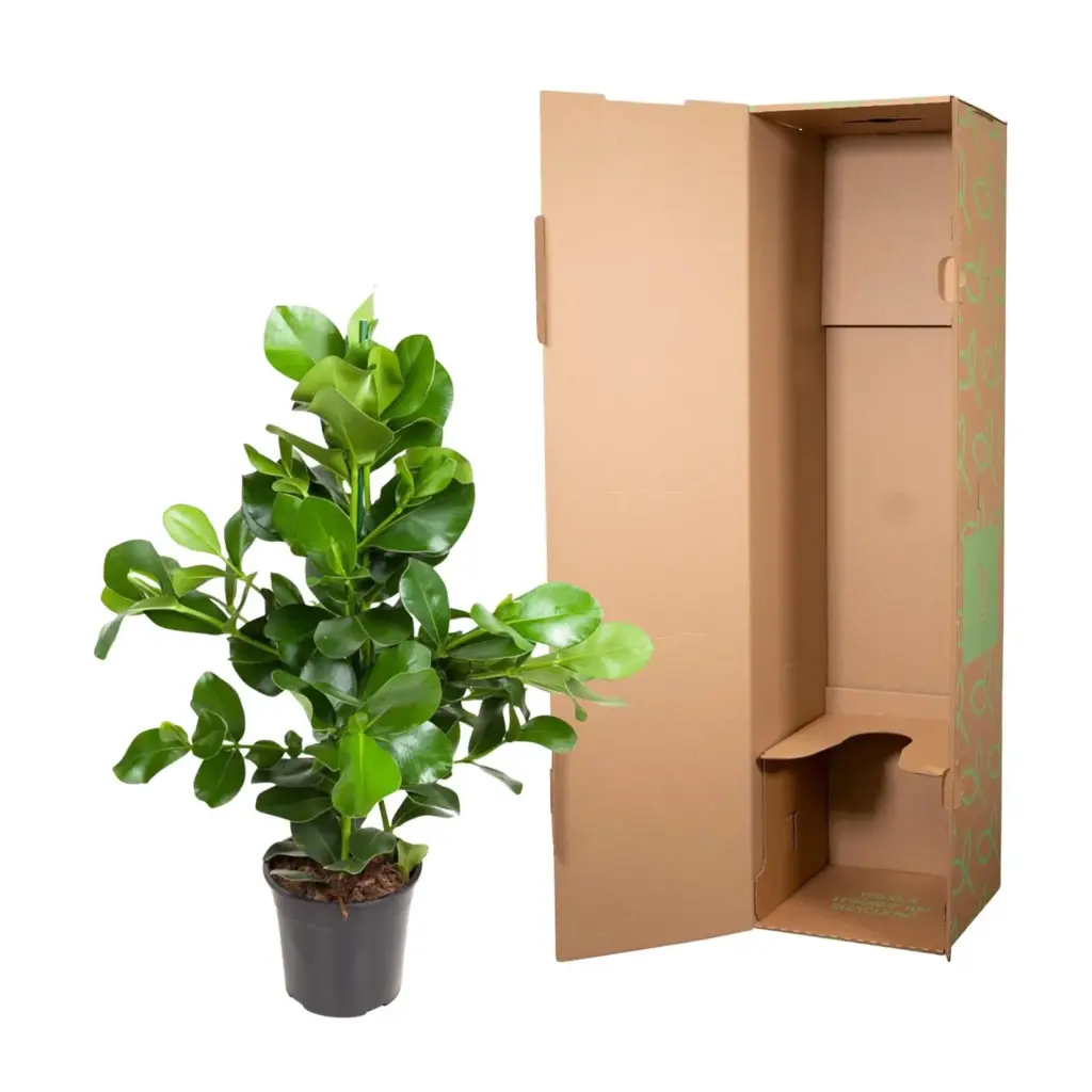 Clusia Rosea kamerplant – robuuste groene plant