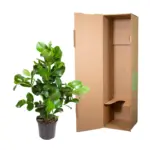 Clusia Rosea kamerplant – robuuste groene plant