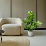 Clusia Rosea kamerplant – robuuste groene plant