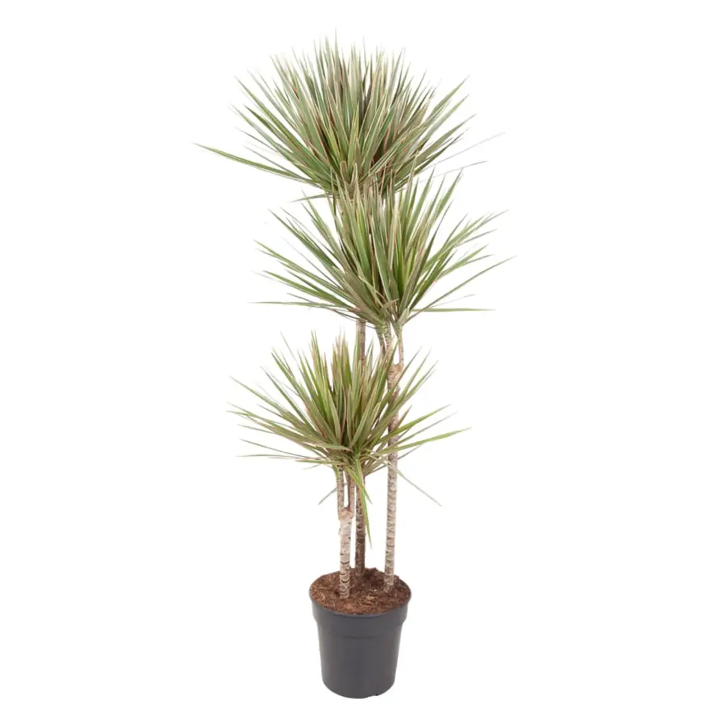 Dracaena Bicolor kamerplant voor binnen