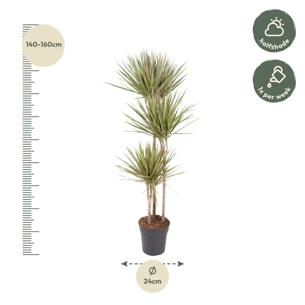 Dracaena Bicolor kamerplant voor binnen