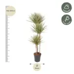 Dracaena Bicolor kamerplant voor binnen
