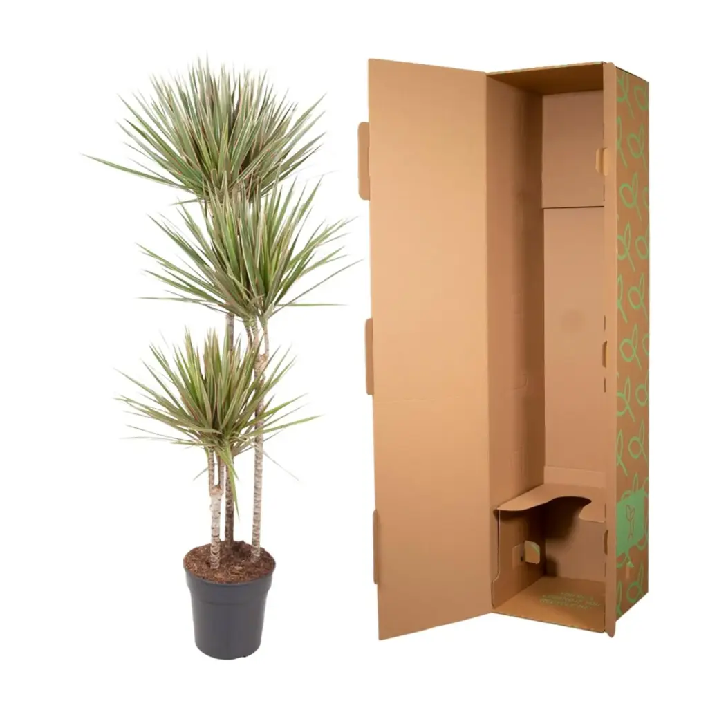 Dracaena Bicolor kamerplant voor binnen