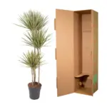 Dracaena Bicolor kamerplant voor binnen