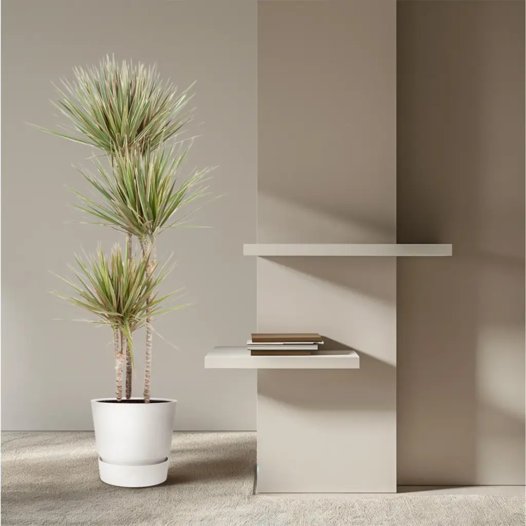 Dracaena Bicolor kamerplant voor binnen