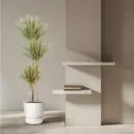 Dracaena Bicolor kamerplant voor binnen