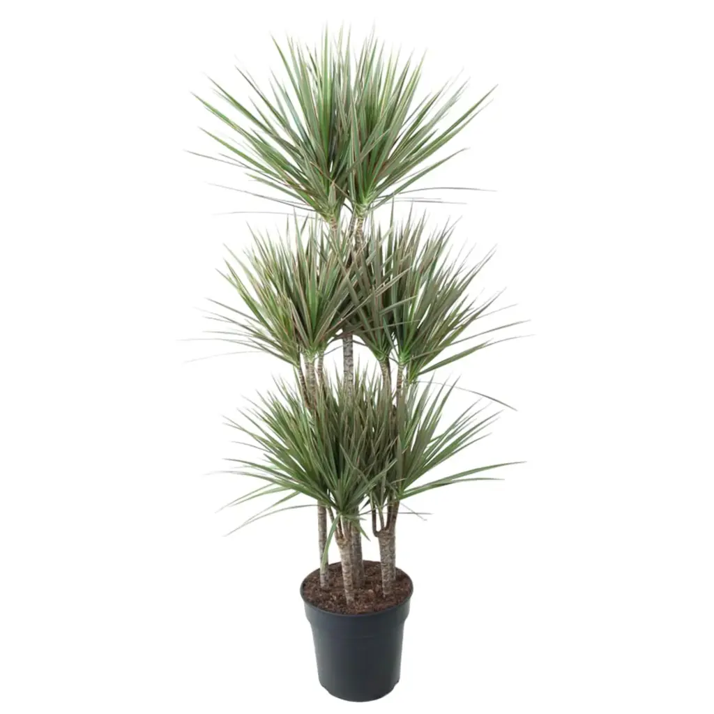 Dracaena Bicolor Carrousel kamerplant voor binnen