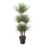 Dracaena Bicolor Carrousel kamerplant voor binnen