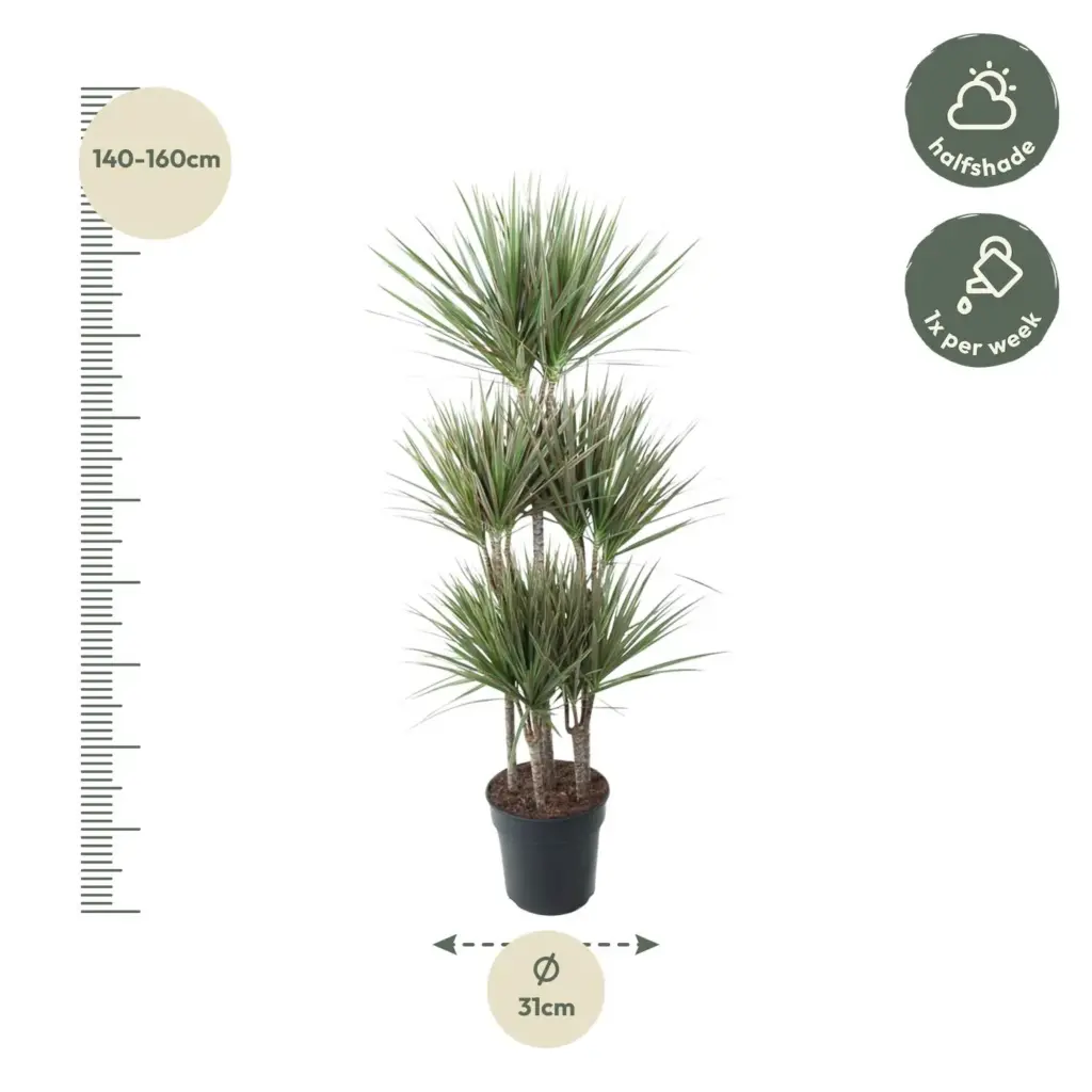 Dracaena Bicolor Carrousel kamerplant voor binnen