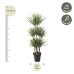 Dracaena Bicolor Carrousel kamerplant voor binnen